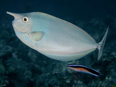 Paletail Unicornfish - Naso brevirostris - Rangiroa, French Polynesia