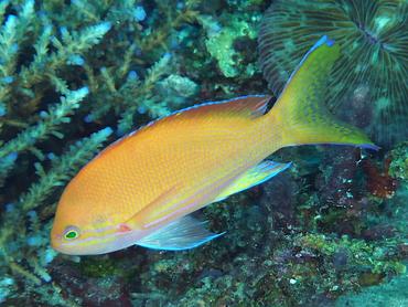 Squarespot Anthias - Pseudanthias pleurotaenia - Komodo, Indonesia