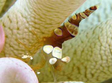 Squat Anemone Shrimp - Thor amboinensis - Cozumel, Mexico