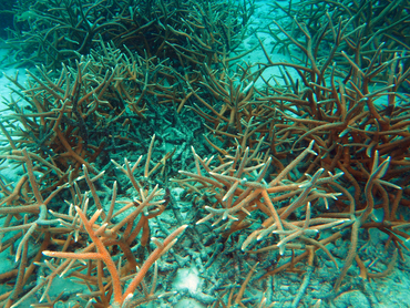 Staghorn Coral - Acropora cervicornis - Bonaire