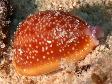 Half-Swimmer Cowry - Staphylaea semiplota - Big Island, Hawaii