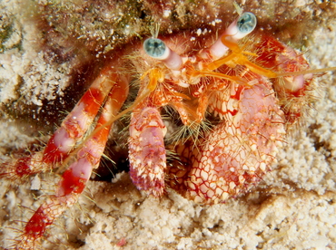 Stareye Hermit Crab - Dardanus venosus - Eleuthera, Bahamas