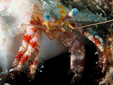 Stareye Hermit Crab - Dardanus venosus - Cozumel, Mexico