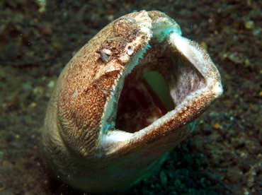 Stargazer Snake Eel - Brachysomophis cirrocheilos - Lembeh Strait, Indonesia