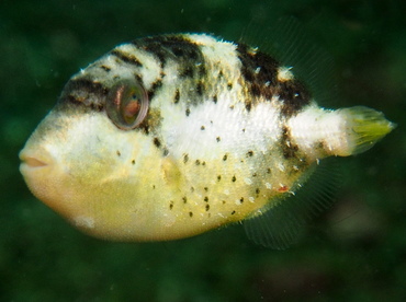 Starry Triggerfish - Abalistes stellatus - Lembeh Strait, Indonesia