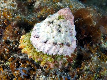 West Indian Starsnail - Lithopoma tectum - British Virgin Islands