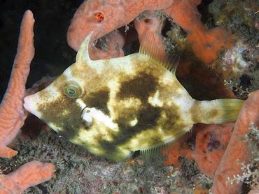 Planehead Filefish - Stephanolepis hispida - Blue Heron Bridge, Florida