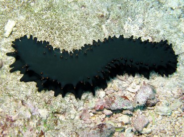 Greenfish Sea Cucumber - Stichopus chloronotus - Yap, Micronesia
