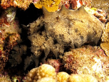 Dragonfish Sea Cucumber - Stichopus horrens - Maui, Hawaii