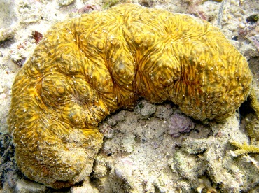 Brown Curryfish Sea Cucumber - Stichopus vastus - Palau