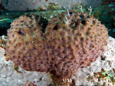Stinker Sponge - Ircinia felix - British Virgin Islands