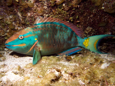 Stoplight Parrotfish - Sparisoma viride - Eleuthera, Bahamas