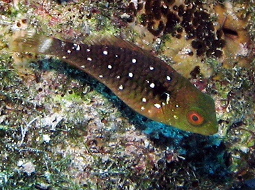 Stoplight Parrotfish - Sparisoma viride - Nassau, Bahamas
