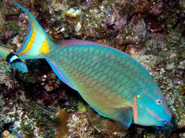 Stoplight Parrotfish - Sparisoma viride - Grand Cayman