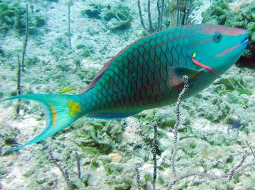 Stoplight Parrotfish - Sparisoma viride - Nassau, Bahamas