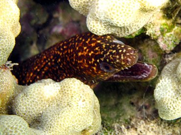 Stout Moray Eel - Gymnothorax eurostus - Big Island, Hawaii