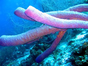 Stove-Pipe Sponge - Aplysina archeri - Bonaire