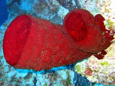 Strawberry Vase Sponge - Mycale laxissima - Little Cayman
