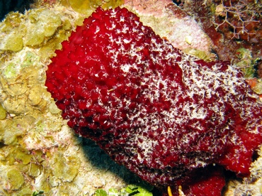 Strawberry Vase Sponge - Mycale laxissima - Belize