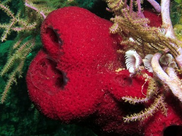 Strawberry Vase Sponge - Mycale laxissima - Nassau, Bahamas