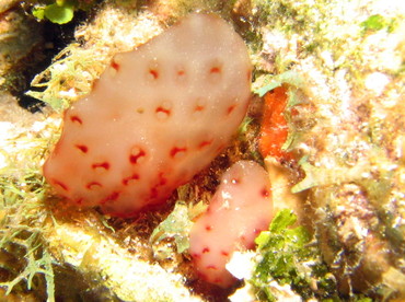 Strawberry Tunicate - Eudistoma sp. 2 - Roatan, Honduras