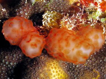 Strawberry Tunicate - Eudistoma sp. 2 - Belize
