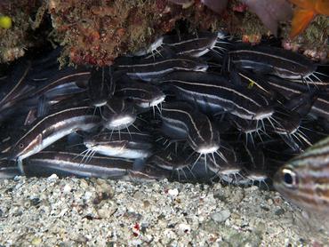 Striped Catfish - Plotosus lineatus - Komodo, Indonesia