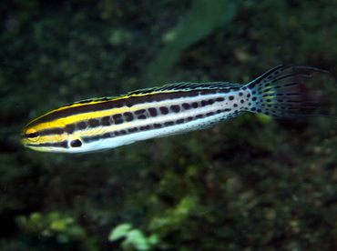 Striped Fangblenny - Meiacanthus grammistes - Lembeh Strait, Indonesia