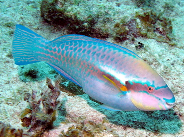 Striped Parrotfish - Scarus iserti - Grand Cayman