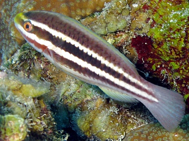 Striped Parrotfish - Scarus iserti - Belize