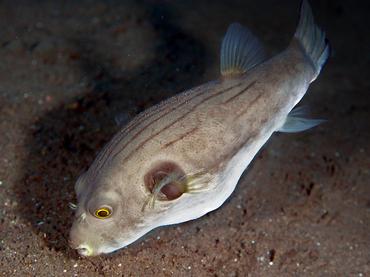 Striped Puffer - Arothron manilensis - Bali, Indonesia