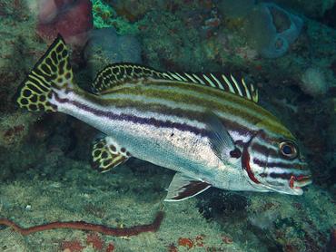 Striped Sweetlips - Plectorhinchus lessonii - Komodo, Indonesia