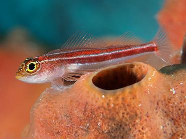 Striped Triplefin - Helcogramma striata - Lombok, Indonesia