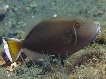 Flagtail Triggerfish - Sufflamen chrysopterum - Bali, Indonesia
