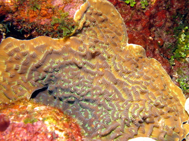 Sunray Lettuce Coral - Helioceris cucullata - Grand Cayman