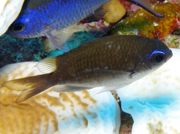 Sunshinefish - Chromis insolata - Grand Cayman
