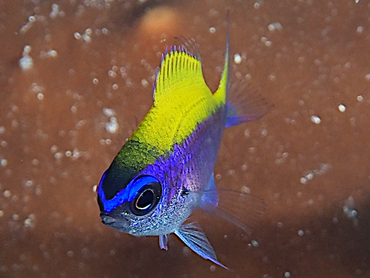 Sunshinefish - Chromis insolata - Turks and Caicos