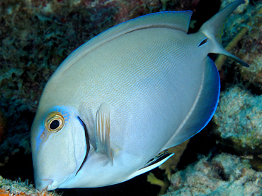Ocean Surgeonfish - Acanthurus bahianus - Bonaire