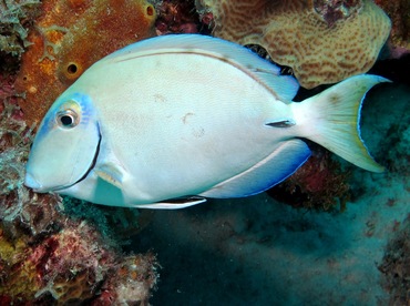 Ocean Surgeonfish - Acanthurus bahianus - Bonaire