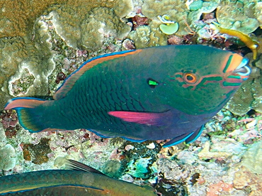 Swarthy Parrotfish - Scarus niger - Fiji