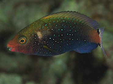 Swarthy Parrotfish - Scarus niger - Wakatobi, Indonesia