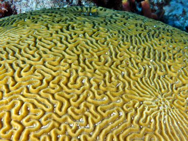 Symmetrical Brain Coral - Pseudodiploria strigosa - Cozumel, Mexico