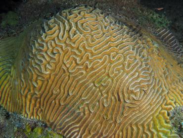 Symmetrical Brain Coral - Pseudodiploria strigosa - British Virgin Islands
