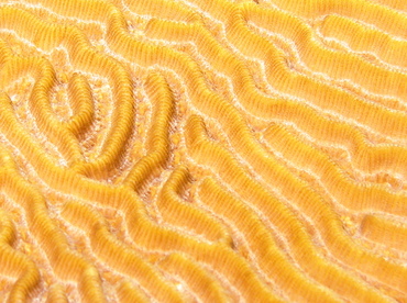 Symmetrical Brain Coral - Pseudodiploria strigosa - Grand Cayman