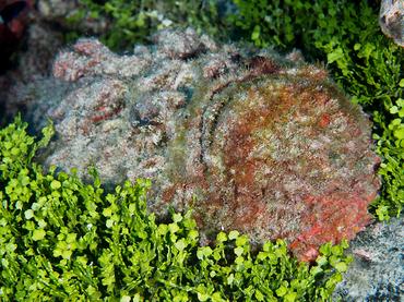 Reef Stonefish - Synanceia verrucosa - Rangiroa, French Polynesia