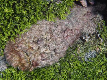 Reef Stonefish - Synanceia verrucosa - Rangiroa, French Polynesia