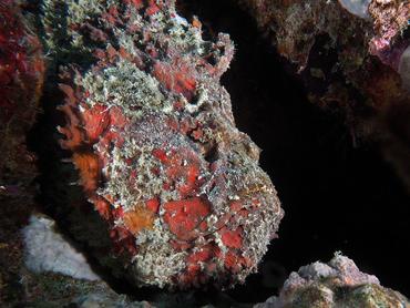 Reef Stonefish - Synanceia verrucosa - Komodo, Indonesia
