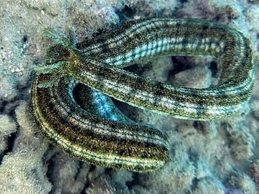 Snake Sea Cucumber - Synapta maculata - Rangiroa, French Polynesia