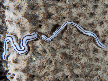 Lampert's Sea Cucumber - Synaptula lamperti - Great Barrier Reef, Australia