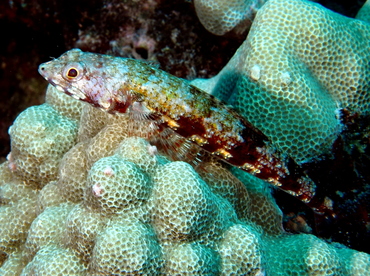 Twospot Lizardfish - Synodus binotatus - Big Island, Hawaii